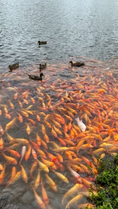 Daftar Ikan dengan Kandungan Merkuri Tinggi, Waspadai Risikonya bagi Kesehatan